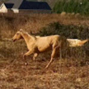 Meet your Posher, Dawsin